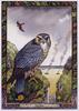 [LRS - The Druid Animal Oracle] Painted by Bill Worthington, Hawk