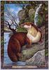 [LRS - The Druid Animal Oracle] Painted by Bill Worthington, Otter