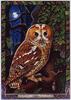 [LRS - The Druid Animal Oracle] Painted by Bill Worthington, Owl
