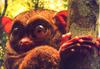 [PhoenixRising Scans - Jungle Book] Tarsier