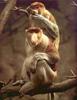 [PhoenixRising Scans - Jungle Book] Proboscis Monkey