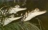[PhoenixRising Scans - Jungle Book] American Alligators - gator (Alligator mississippiensis)
