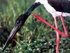 [PhoenixRising Scans - Jungle Book] Jabiru -- black-necked stork (Ephippiorhynchus asiaticus)