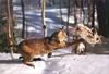 [PhoenixRising Scans - Jungle Book] Bobcat - Lynx rufus