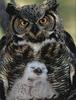 [PhoenixRising Scans - Jungle Book] Great horned Owl