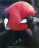 [PhoenixRising Scans - Jungle Book] Great Frigatebirds