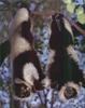 [PhoenixRising Scans - Jungle Book] Lemurs