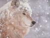 [PhoenixRising Scans - Jungle Book] Wolf