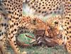 [PhoenixRising Scans - Jungle Book] Cheetahs & Thomson gazelle