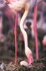 [PhoenixRising Scans - Jungle Book] Flamingo