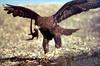 [PhoenixRising Scans - Jungle Book] Hawk