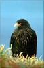 [PhoenixRising Scans - Jungle Book] Striated Caracara