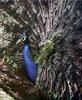 [PhoenixRising Scans - Jungle Book] Peacock - blue peafowl (Pavo cristatus)