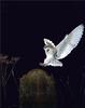 [PhoenixRising Scans - Jungle Book] Barn Owl