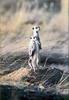 [PhoenixRising Scans - Jungle Book] Namib Desert suricates