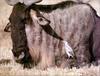 [PhoenixRising Scans - Jungle Book] Wildebeest