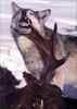[PhoenixRising Scans - Jungle Book] Gray wolf