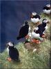 [PhoenixRising Scans - Jungle Book] Atlantic puffins