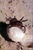 [PhoenixRising Scans - Jungle Book] Trapdoor spider