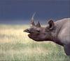 [PhoenixRising Scans - Jungle Book] Rhinoceros