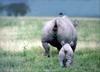 [PhoenixRising Scans - Jungle Book] Rhinoceros