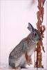 [PhoenixRising Scans - Jungle Book] Mountain cottontail rabbit, Sylvilagus nuttallii