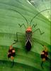 [PhoenixRising Scans - Jungle Book] Leaf-footed bug