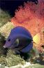 [PhoenixRising Scans - Jungle Book] Purple Tang (Zebrasoma xanthurum)