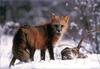 [PhoenixRising Scans - Jungle Book] Red Fox