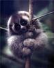 [PhoenixRising Scans - Jungle Book] Slow loris