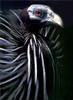 [PhoenixRising Scans - Jungle Book] Vulturine guinea fowl - vulturine guineafowl (Acryllium vult...