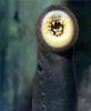 [PhoenixRising Scans - Jungle Book] Lamprey