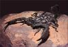 [PhoenixRising Scans - Jungle Book] Emperor scorpion (Pandinus imperator)