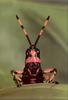 [PhoenixRising Scans - Jungle Book] Fiery grasshopper