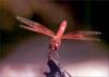 [PhoenixRising Scans - Jungle Book] Dragonfly