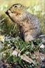 [PhoenixRising Scans - Jungle Book] Arctic ground squirrel