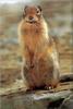 [PhoenixRising Scans - Jungle Book] Columbia ground squirrel