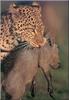 [PhoenixRising Scans - Jungle Book] Leopard