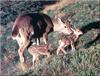 [PhoenixRising Scans - Jungle Book] Black-tailed deer - Sitka deer (Odocoileus hemionus sitkensi...