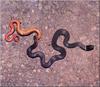 [PhoenixRising Scans - Jungle Book] Ring-necked snake, ringneck snake (Diadophis punctatus)
