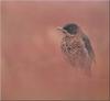 [PhoenixRising Scans - Jungle Book] Falkland thrush