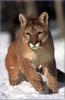 [PhoenixRising Scans - Jungle Book] Cougar