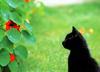 [Pure Cats Vol. 001]