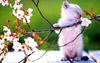 [Pure Cats Vol. 001]