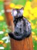 [Pure Cats Vol. 001]
