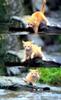 [Pure Cats Vol. 001]