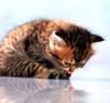 [Pure Cats Vol. 002]