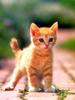 [Pure Cats Vol. 002]