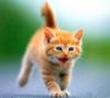 [Pure Cats Vol. 002]