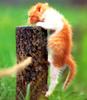 [Pure Cats Vol. 002]